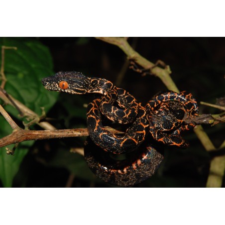 Corallus hortulana  CB M-L
