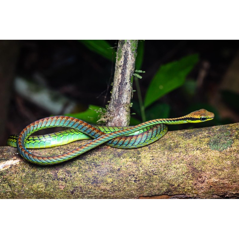 Dendrelaphis formosus