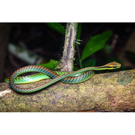 Dendrelaphis formosus