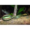 Dendrelaphis formosus