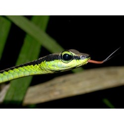 Dendrelaphis formosus