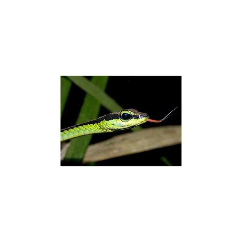 Dendrelaphis formosus