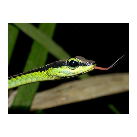 Dendrelaphis formosus