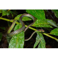 Dendrelaphis formosus