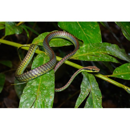 Dendrelaphis formosus