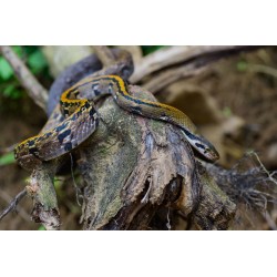 Elaphe flavolineatus  M-L