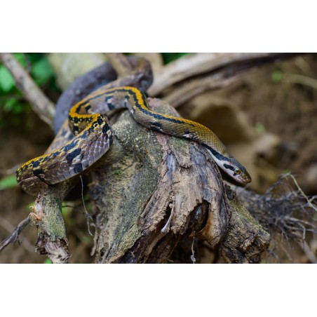 Elaphe flavolineatus  M-L