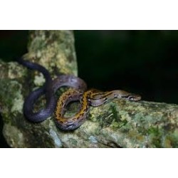 Elaphe flavolineatus  M-L