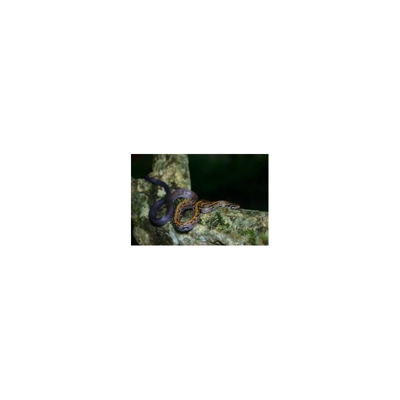 Elaphe flavolineatus  M-L