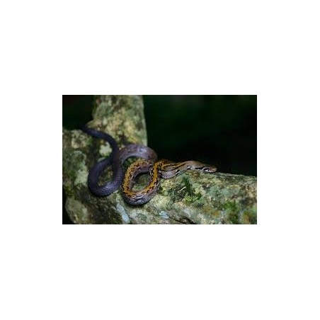 Elaphe flavolineatus  M-L