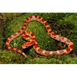 Elaphe Guttata CB 20-25 cm