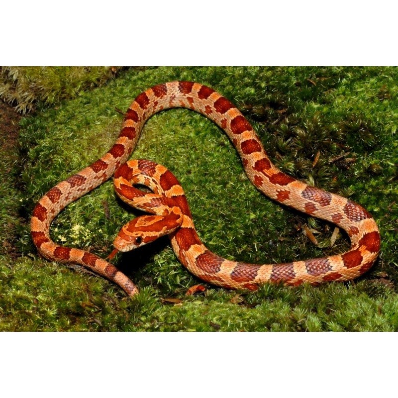 Elaphe Guttata CB 20-25 cm