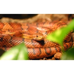 Elaphe Guttata CB 20-25 cm