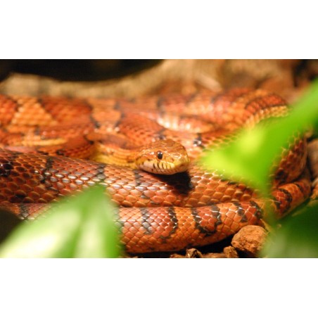 Elaphe Guttata CB 20-25 cm