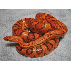 Elaphe Guttata CB 20-25 cm