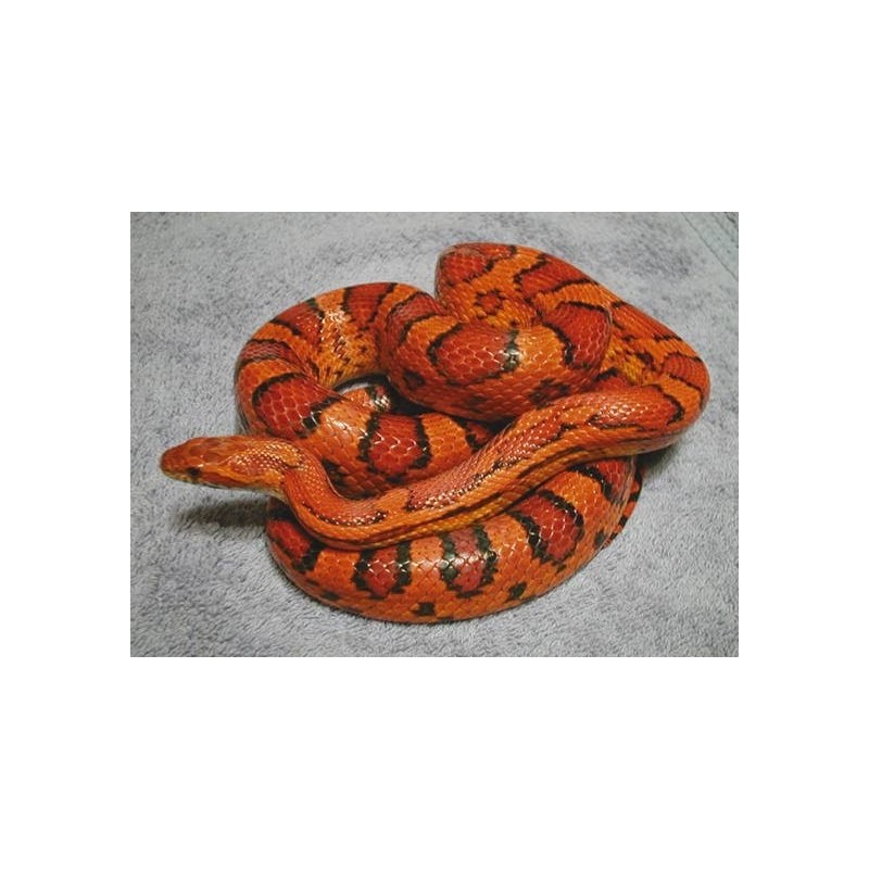 Elaphe Guttata CB 20-25 cm