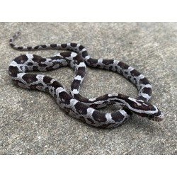 Elaphe guttata anerythristi CB 25-35 cm