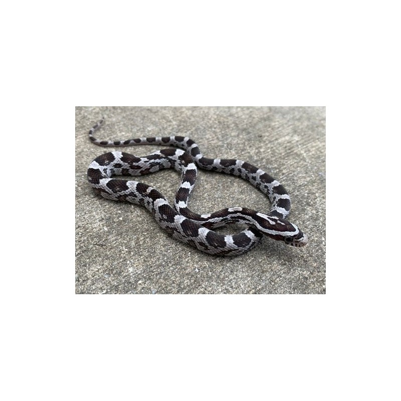 Elaphe guttata anerythristi CB 25-35 cm