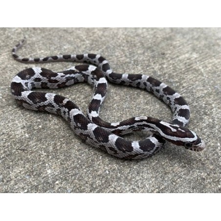 Elaphe guttata anerythristi CB 25-35 cm