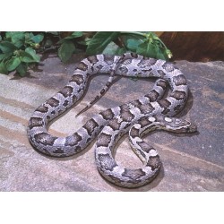 Elaphe guttata anerythristi CB 25-35 cm