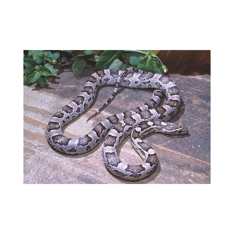 Elaphe guttata anerythristi CB 25-35 cm