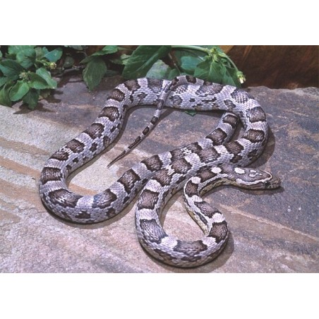 Elaphe guttata anerythristi CB 25-35 cm