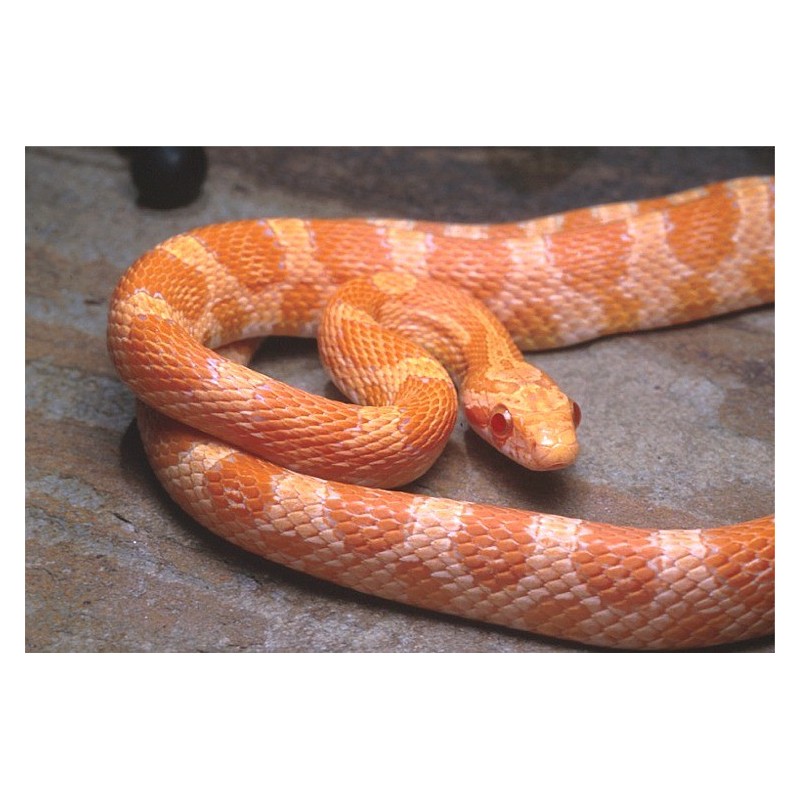 Elaphe guttata creamsicle