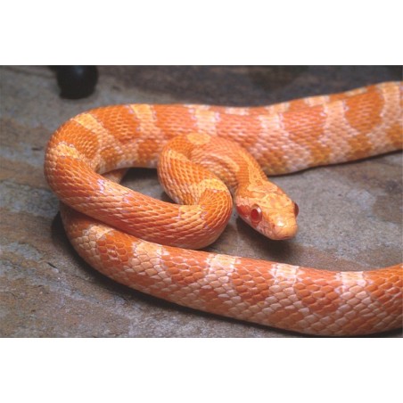 Elaphe guttata creamsicle