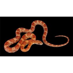 Elaphe guttata creamsicle