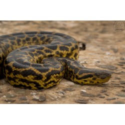 Eunectes notaeus Yellow Anaconda       NZ