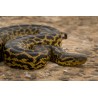 Eunectes notaeus Yellow Anaconda       NZ