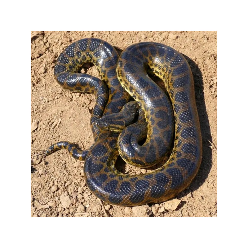 Eunectes notaeus Yellow Anaconda       NZ