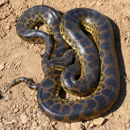 Eunectes notaeus Yellow Anaconda       NZ