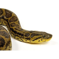 Eunectes notaeus Yellow Anaconda       NZ