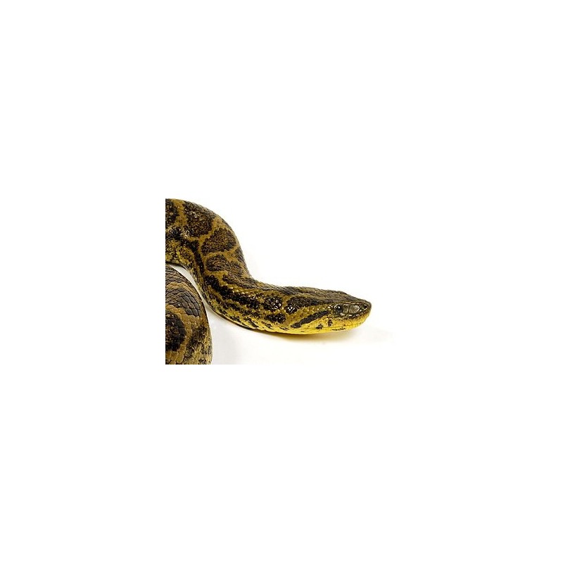 Eunectes notaeus Yellow Anaconda       NZ