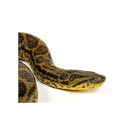 Eunectes notaeus Yellow Anaconda       NZ