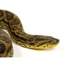 Eunectes notaeus Yellow Anaconda       NZ