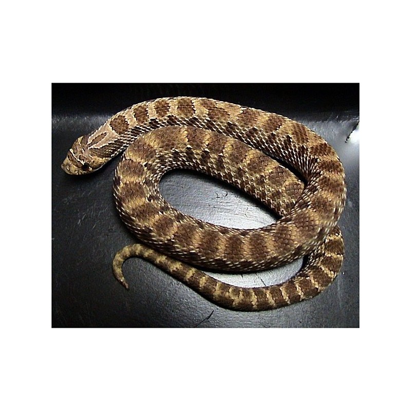 Heterodon nasicus  CB baby