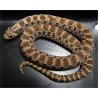 Heterodon nasicus  CB baby