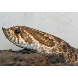 Heterodon nasicus  CB baby