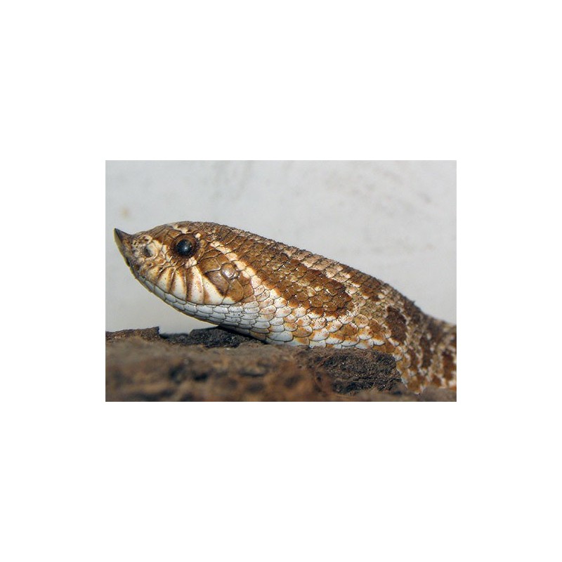Heterodon nasicus  CB baby