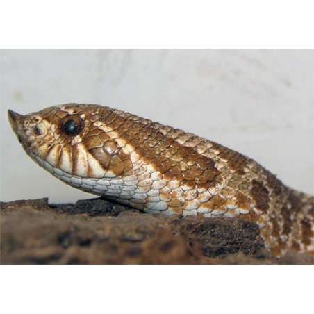 Heterodon nasicus  CB baby