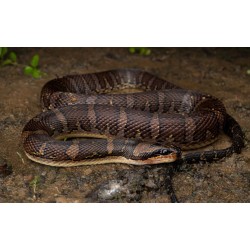 Homalopsis buccata  M