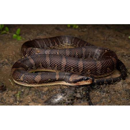 Homalopsis buccata  M