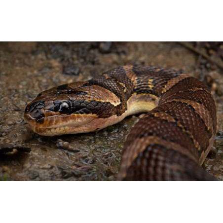Homalopsis buccata  M