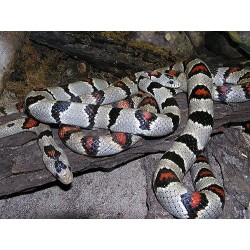 Lampropeltis mexicana greeri CB