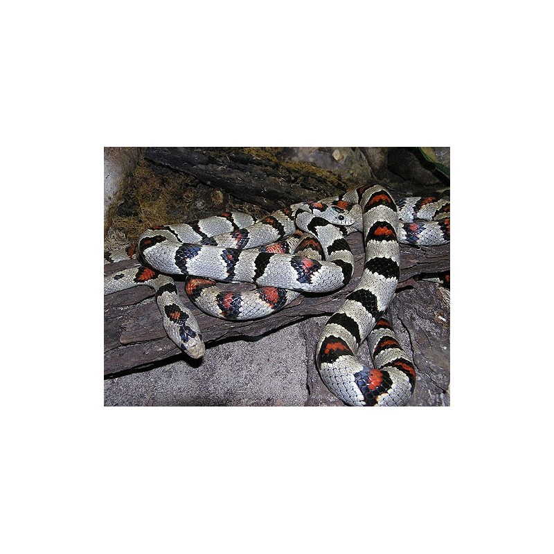 Lampropeltis mexicana greeri CB