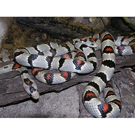 Lampropeltis mexicana greeri CB
