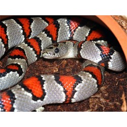 Lampropeltis mexicana greeri CB
