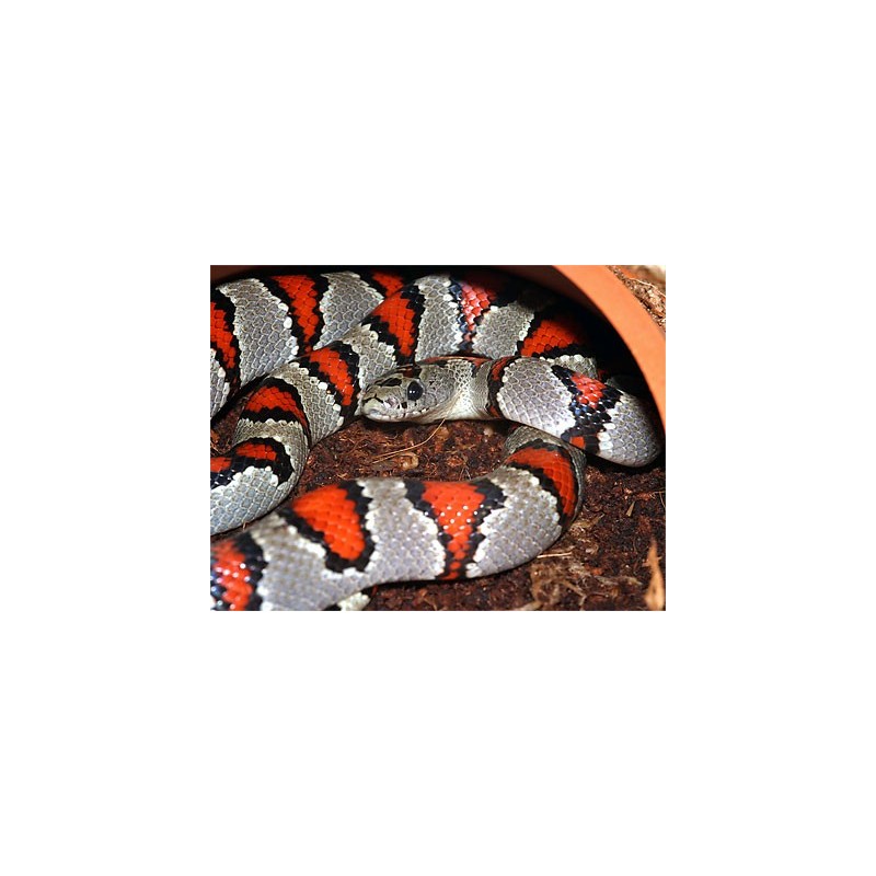 Lampropeltis mexicana greeri CB